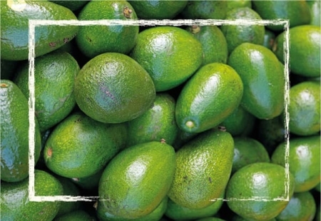 Aguacates 10 Kgs