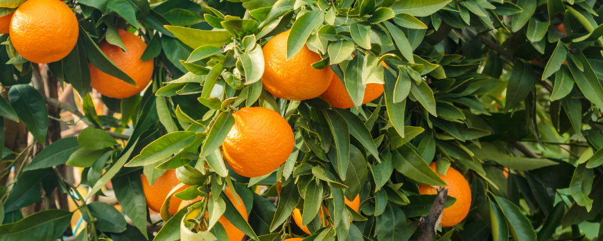 naranjas-ecologicas-directas-del-agricultor